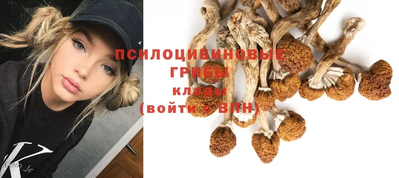 Галлюциногенные грибы Psilocybe  Новосиль 